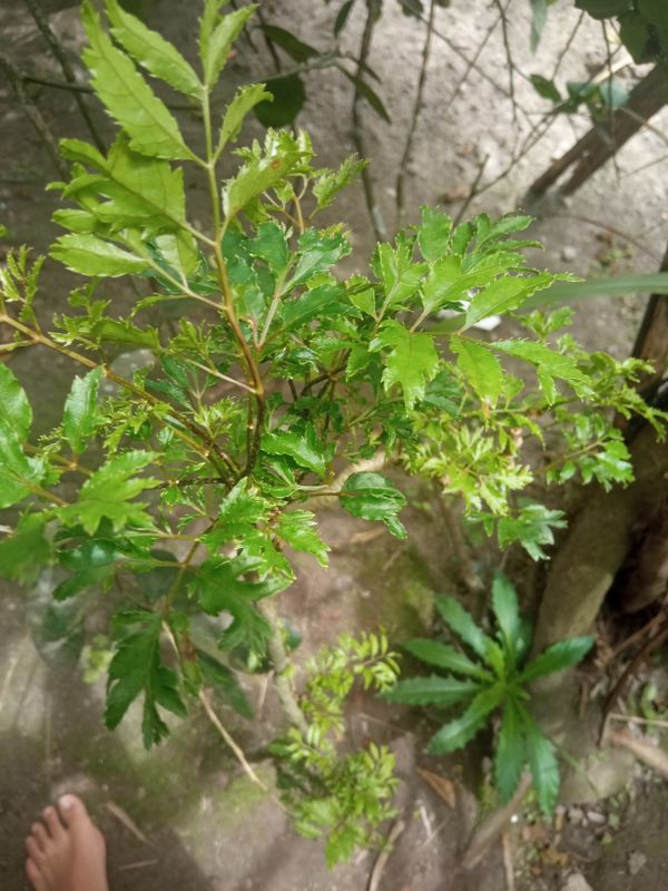 Identificação da planta Bonsai-Havaí por foto