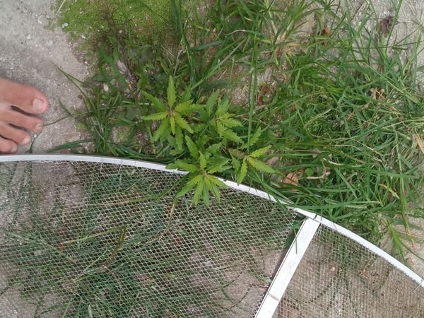 Identificação da planta Picão-preto por foto