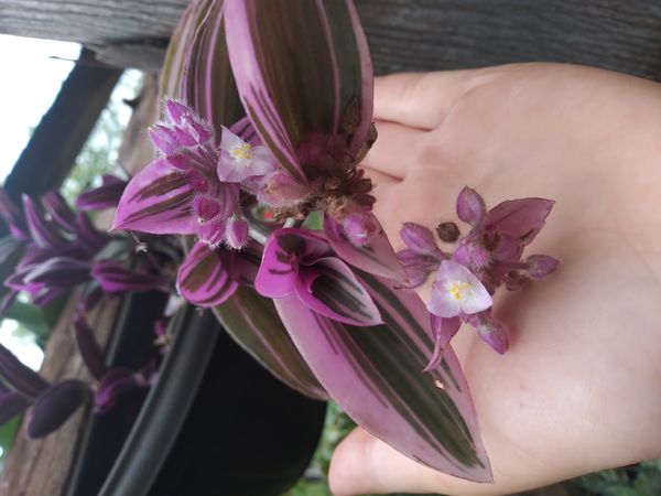 Identificação da planta Lambari roxo por foto