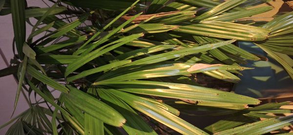 Identificação da planta Palmeira-ráfis por foto