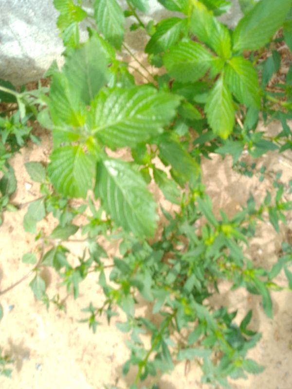 Identificação da planta Chanana por foto
