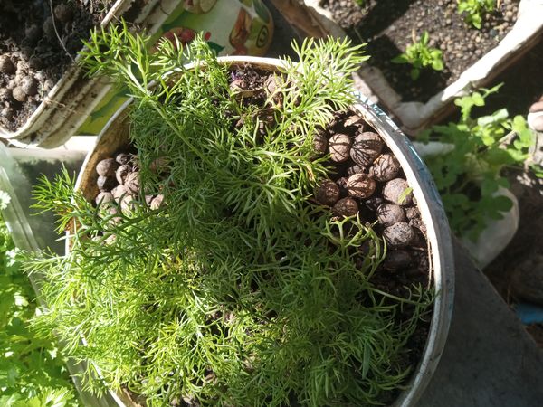 Identificação da planta Camomila por foto