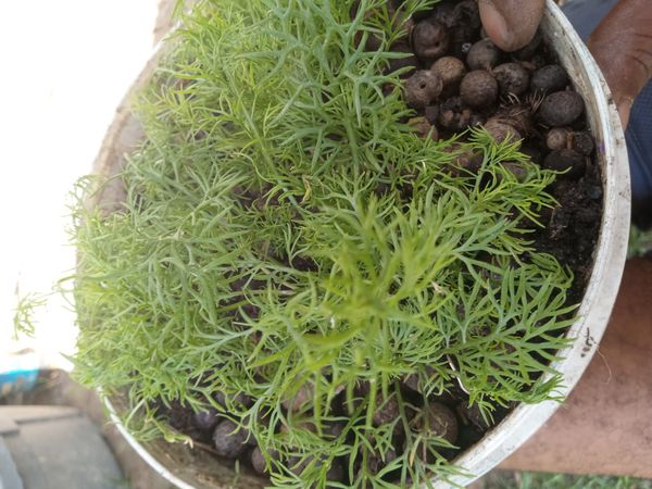 Identificação da planta Camomila por foto
