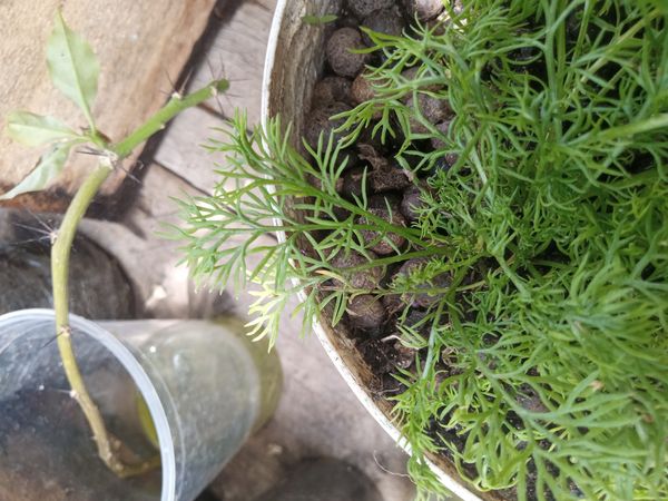 Identificação da planta Camomila por foto