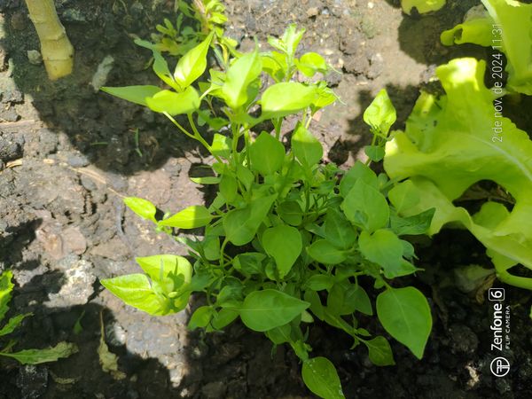 Identificação da planta Pimenta-de-cheiro por foto