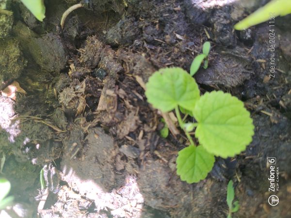 Identificação da planta Malva Branca por foto
