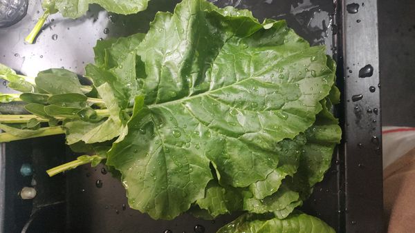 Identificação da planta Nabo por foto