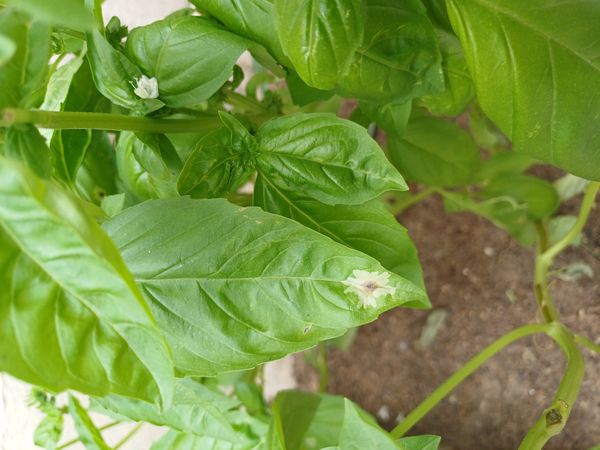 Identificação da planta Manjericão por foto