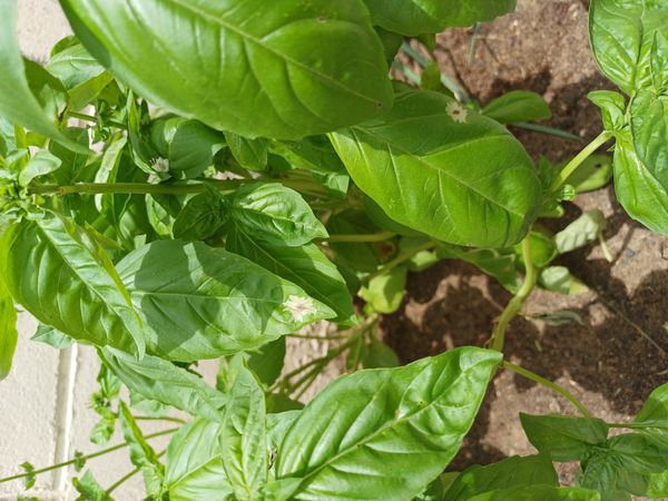 Identificação da planta Manjericão por foto