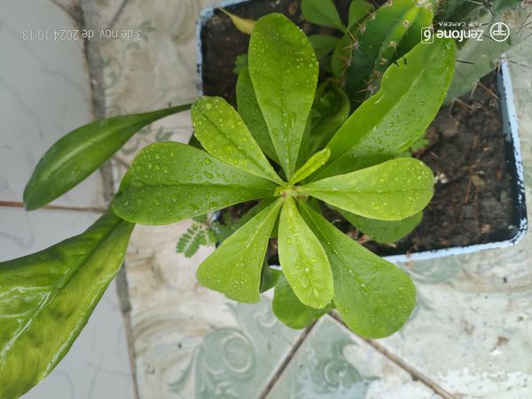 Identificação da planta Maria-gorda por foto