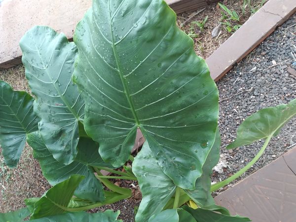 Identificação da planta Orelha de elefante por foto