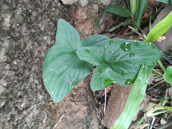 Identificação da planta Rodriguesia por foto