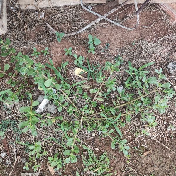 Identificação da planta Portulaca por foto