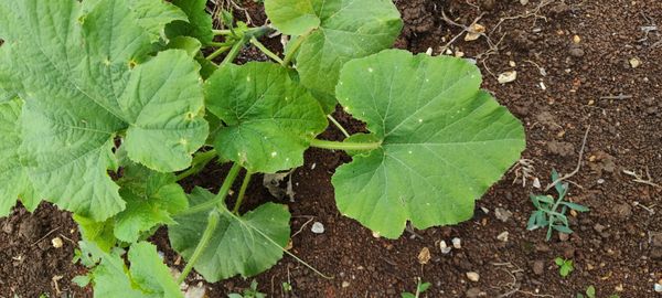 Identificação da planta Abóbora por foto