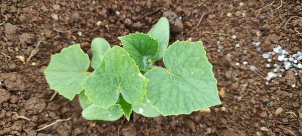 Identificação da planta Pepino por foto