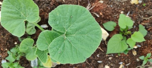 Identificação da planta Cabaça por foto