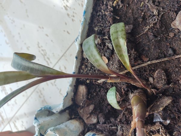 Identificação da planta Planta-pérola por foto