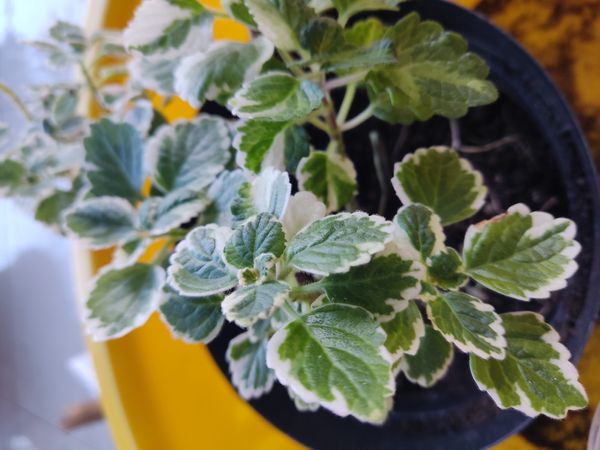 Identificação da planta Coração-magoado por foto