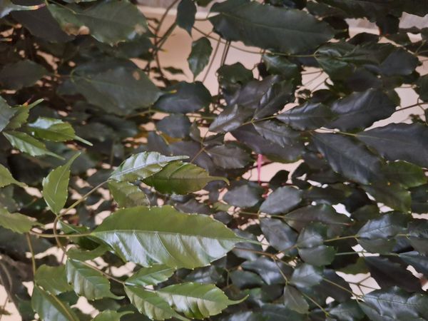 Identificação da planta Café-de-bugre por foto