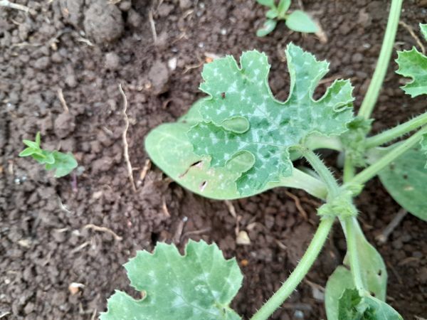 Identificação da planta Abóbora por foto