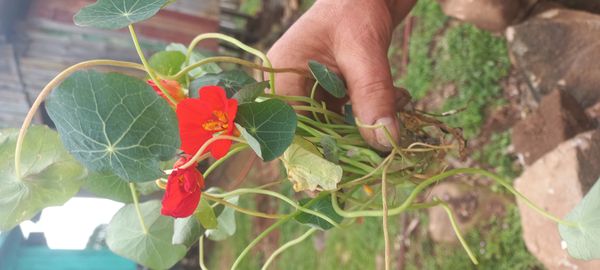Identificação da planta Chagas por foto