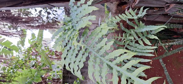 Identificação da planta Samambaia-açu por foto