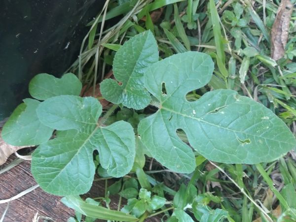 Identificação da planta Maxixe por foto