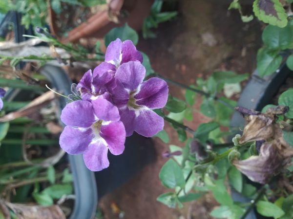 Identificação da planta Rabo-de-gato por foto