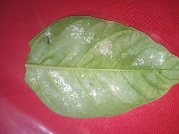 Identificação da planta Jenipapo por foto