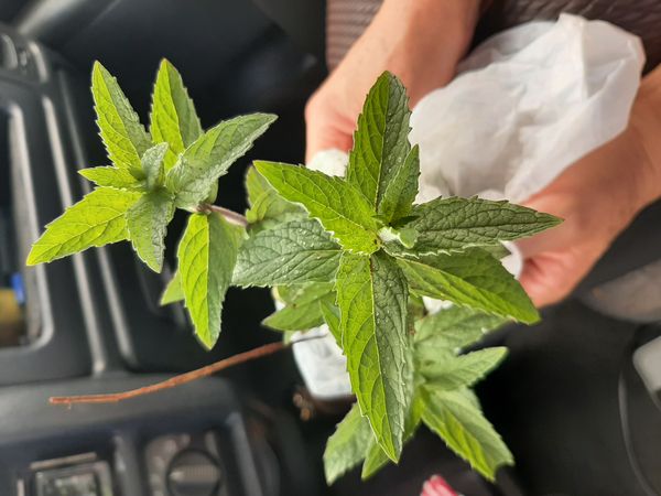 Identificação da planta Hortelã-brava por foto