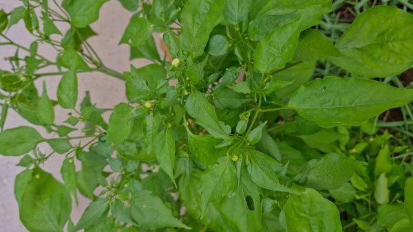 Identificação da planta Malagueta por foto