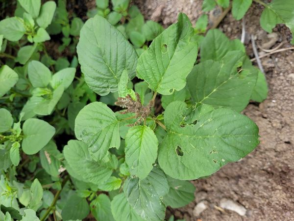 Identificação da planta Bredo por foto