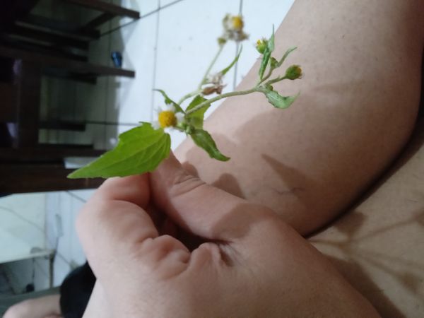 Identificação da planta Picão-branco por foto