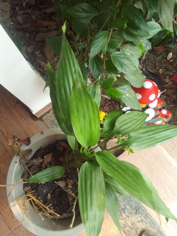 Identificação da planta Dracena por foto