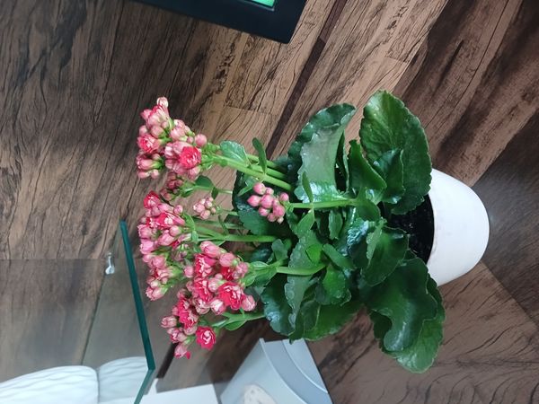Identificação da planta Calandiva por foto