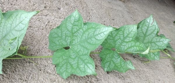 Identificação da planta Bucha por foto