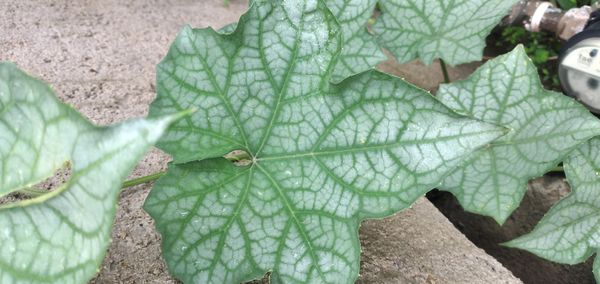Identificação da planta Bucha por foto