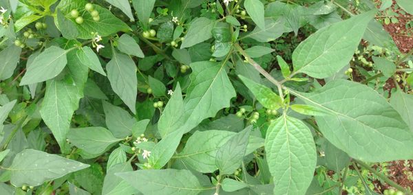 Identificação da planta Maria-pretinha por foto