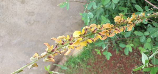 Identificação da planta Feijão-bravo por foto