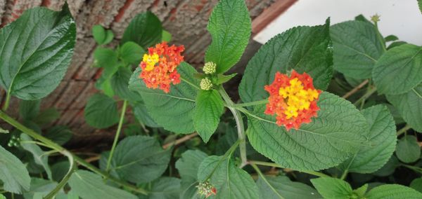 Identificação da planta Cambará por foto
