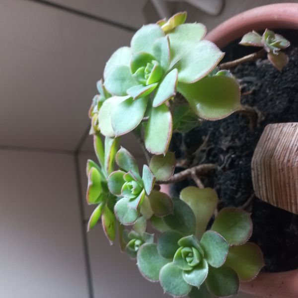 Identificação da planta Rosa-do-deserto por foto