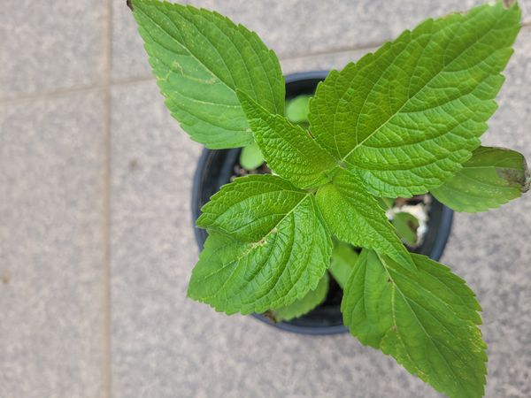 Identificação da planta Chia por foto