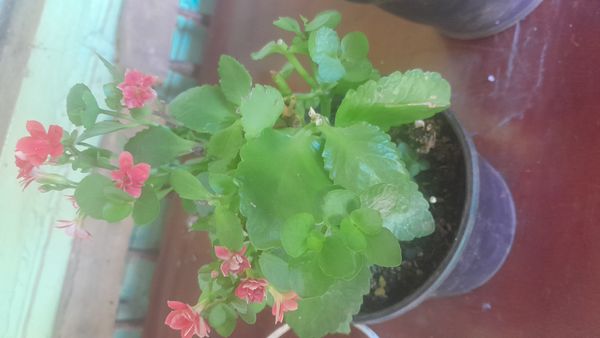 Identificação da planta Flor da fortuna por foto