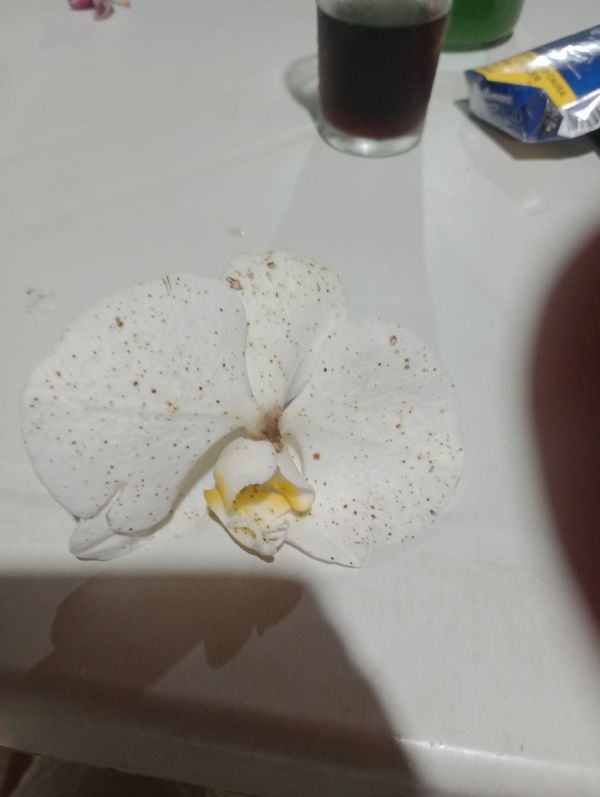Identificação da planta Orquídea borboleta por foto