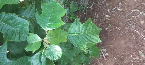Identificação da planta Bico-de-papagaio por foto