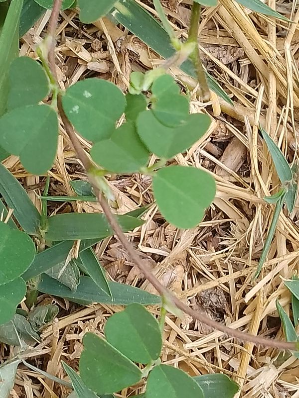Identificação da planta Erva-de-bicho por foto