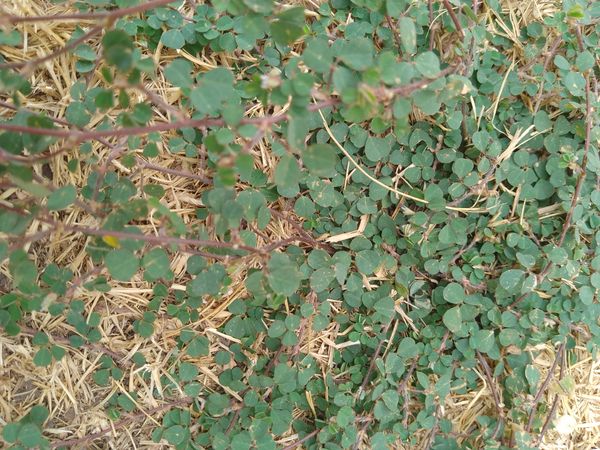 Identificação da planta Erva-de-bicho por foto