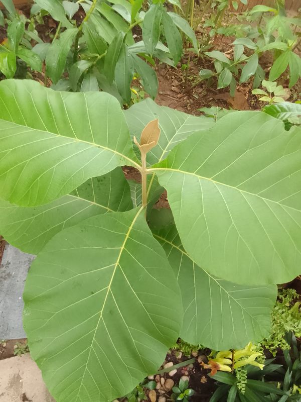 Identificação da planta Teca por foto