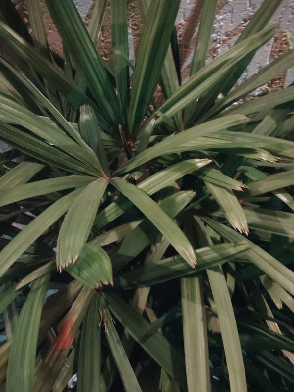 Identificação da planta Palmeira-ráfis por foto