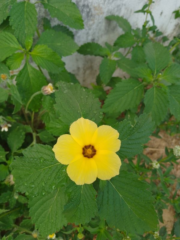 Identificação da planta Chanana por foto